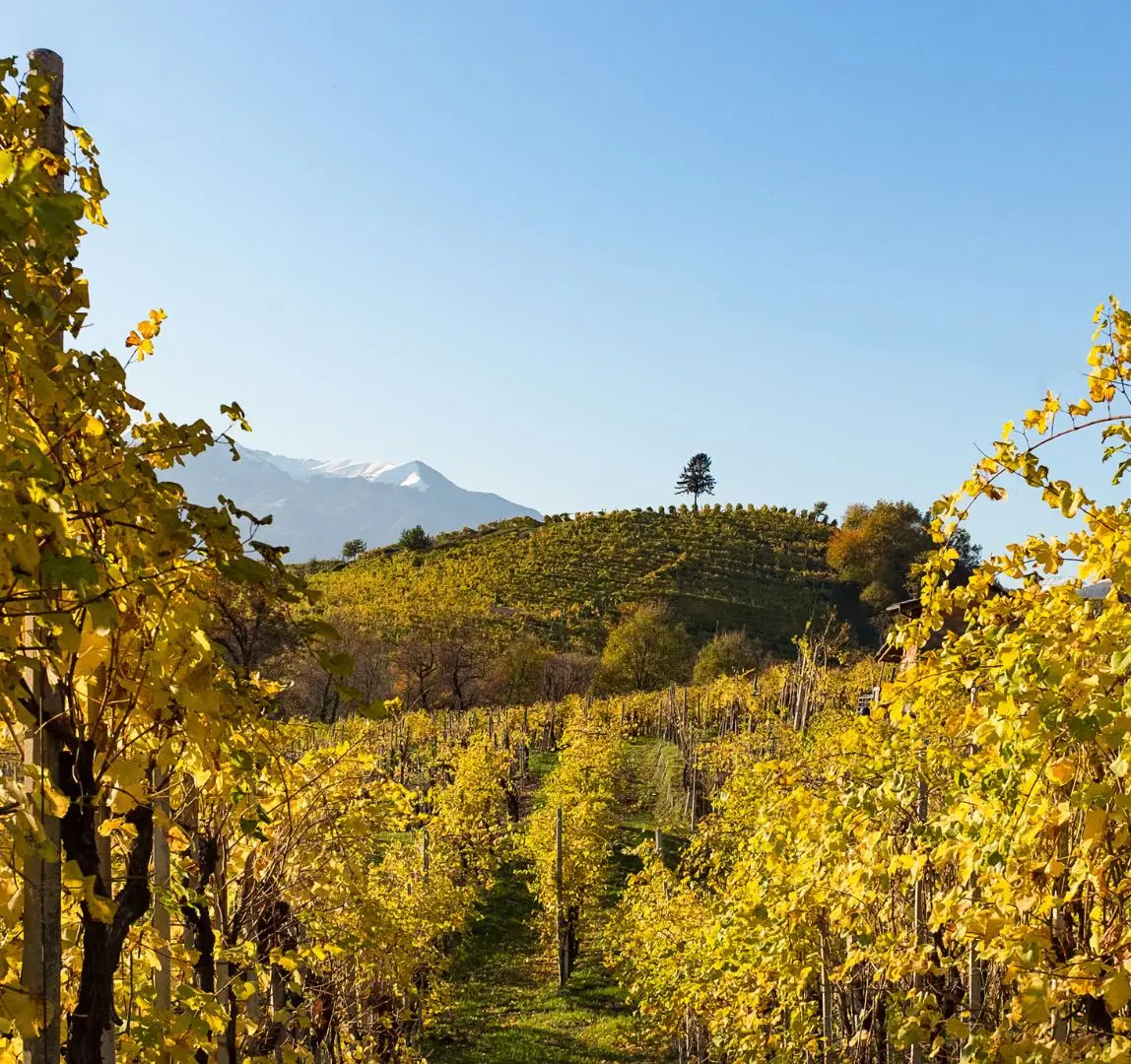 A day in Valpolicella