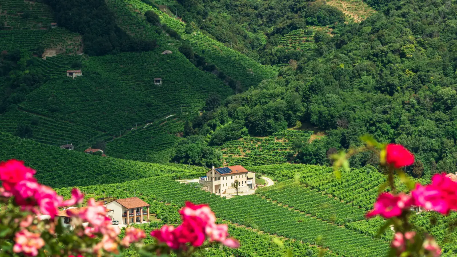Prosecco hills
