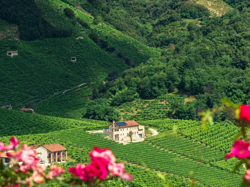 Steep vineyards in the Prosecco Hills with a farmhouse among the vines and pink roses in the foreground
