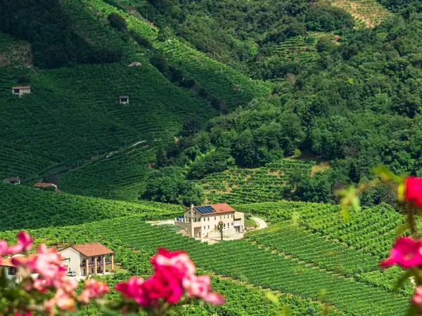 Vineyard terraces and a villa, with pink roses in the foreground