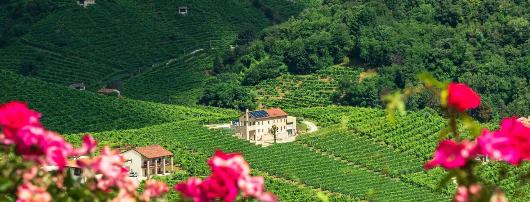 Steep vineyards in the Prosecco Hills with a farmhouse among the vines and pink roses in the foreground