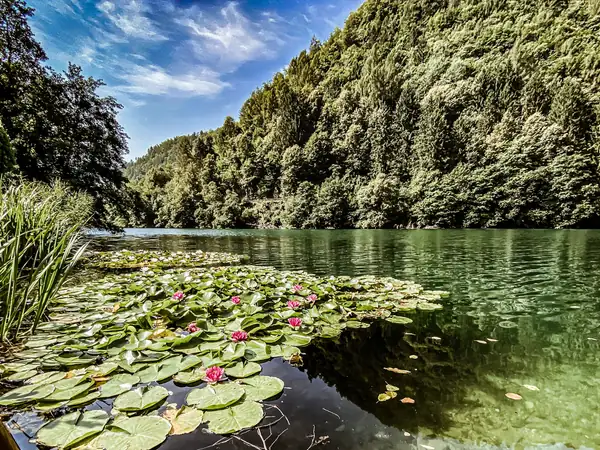 Water lilies on a still lake below wooded slopes