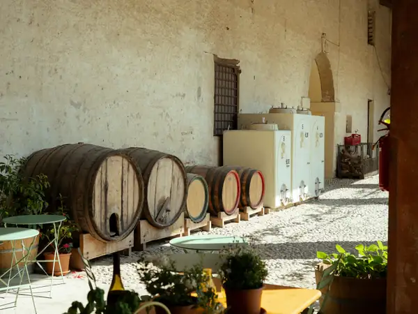 Wine barrels and plants in the courtyard of an old cellar