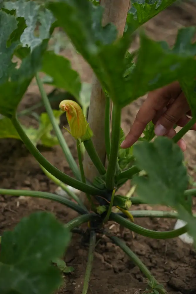 A hand reaching for a courgette flower in the villa's vegetable garden