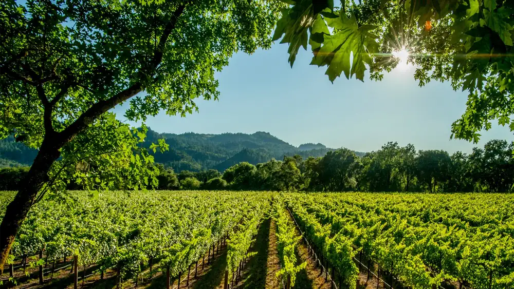 Rows of vines in the Euganean Hills, with wooded hills behind