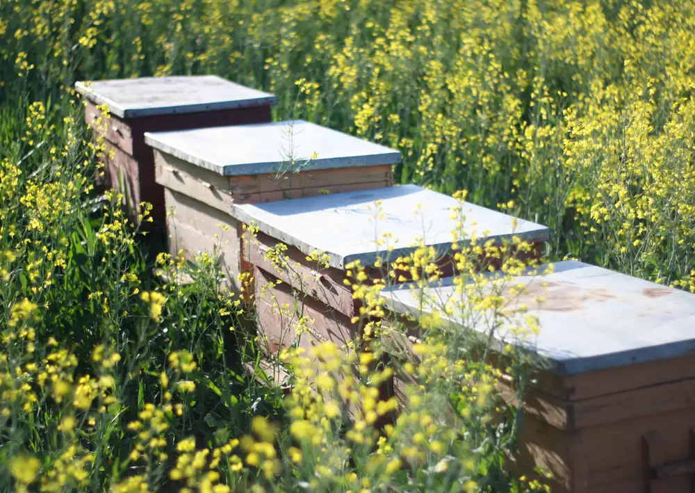 Wooden beehives among yellow flowers