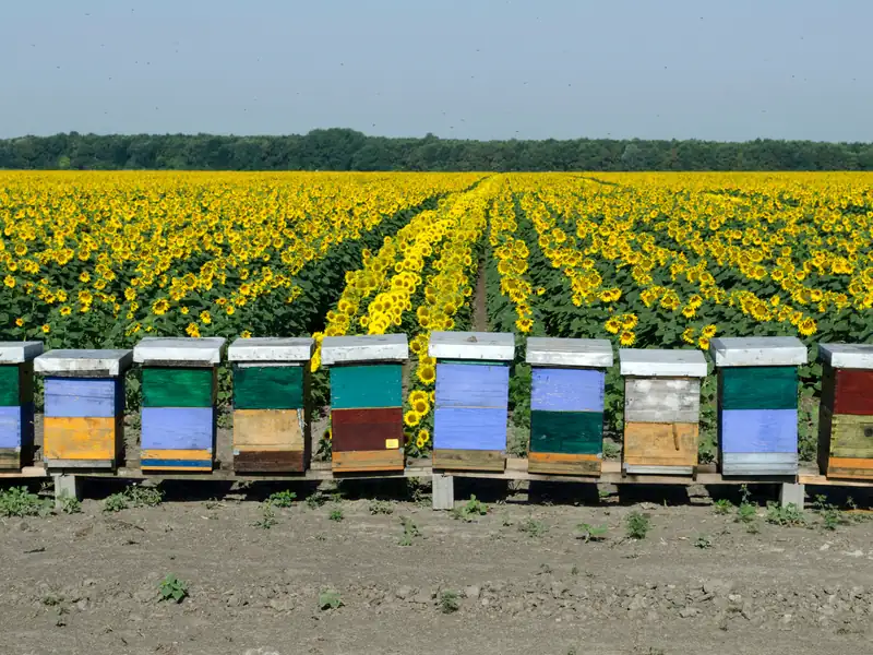 Painted beehives in a row in front of a field of sunflowers