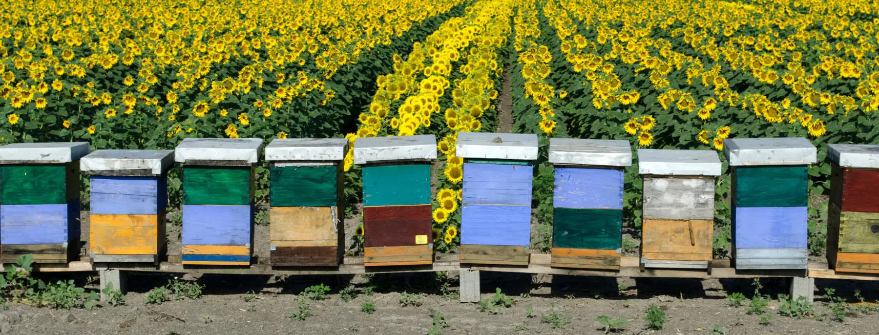 Painted beehives in a row in front of a field of sunflowers